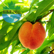 PEACH LEAVES Cut and Sifted