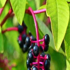 Poke Root Oil