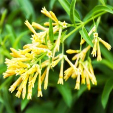 Raat Ki Rani (Cestrum Nocturnum) Attar