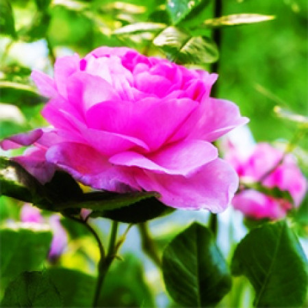 Rose Garden Fragrant Oil