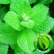 Spearmint Essential Oil Organic