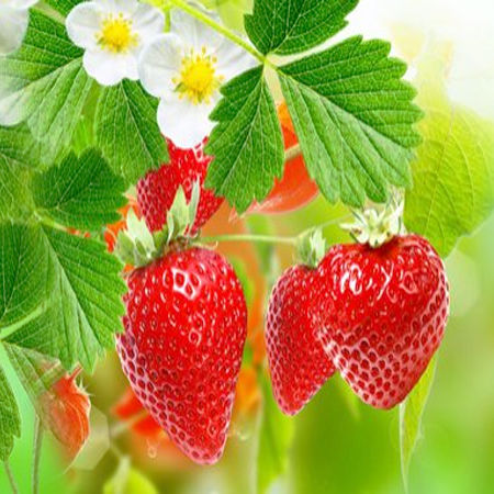 Strawberry Seed Oil Virgin