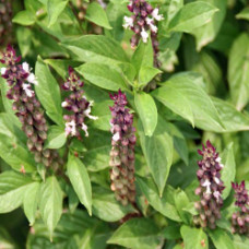 Tulsi Essential Oil (INDIA)