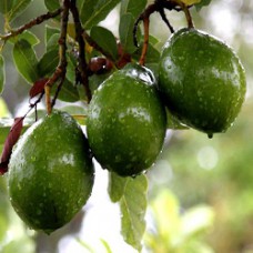 Avocado Oil Refined 