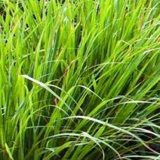 Vetiver Essential Oil