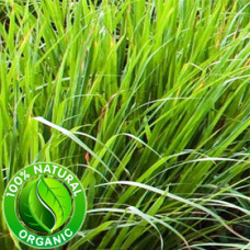 Vetiver Essential Oil ORGANIC