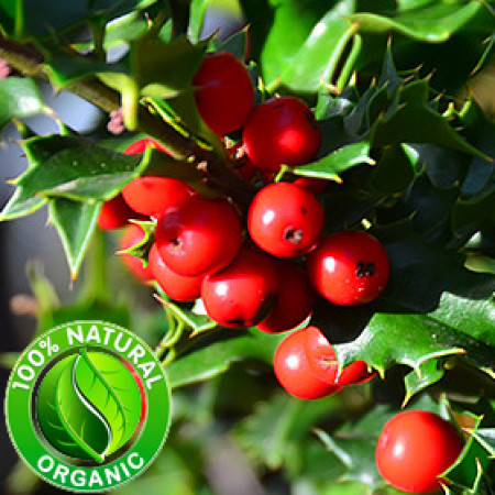 Wintergreen Essential Oil ORGANIC