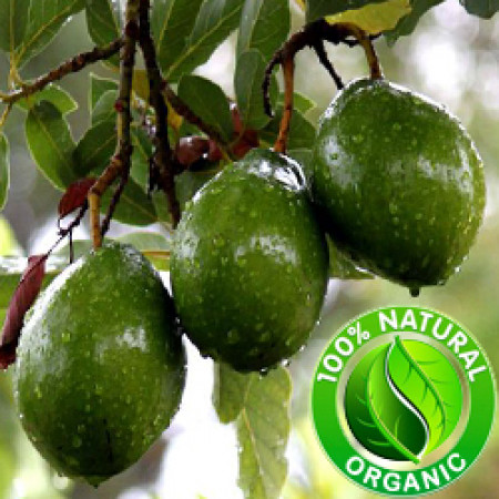 Avocado Virgin Oil ORGANIC