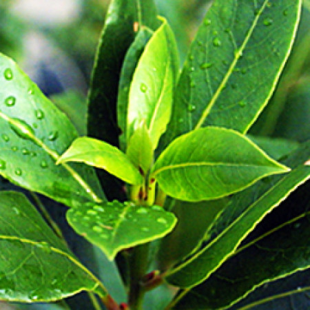 Bay Leaf Essential Oil (Morocco) ORGANIC