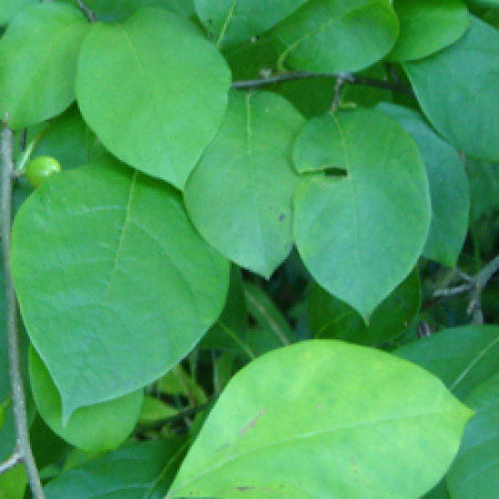 Benzoin Essential Oil 