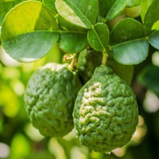 Bergamot Essential Oil (Italy)