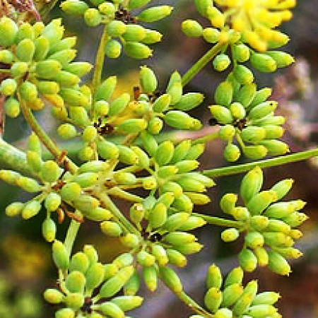 Fennel Bitter Essential Oil (SPAIN)