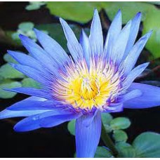 Blue Lotus Attar