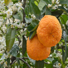 Orange Bitter Essential Oil (Italy)