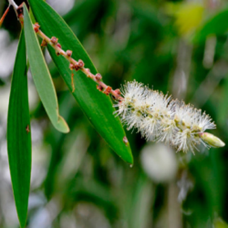 Cajeput Essential Oil (Indonesia)