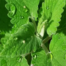 Catnip Essential Oil 