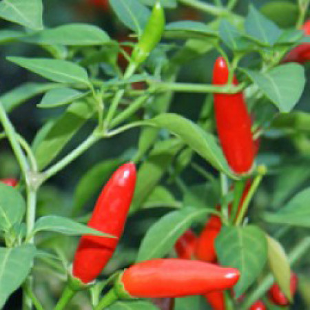 Chilli Essential Oil (Capsicum Annum)