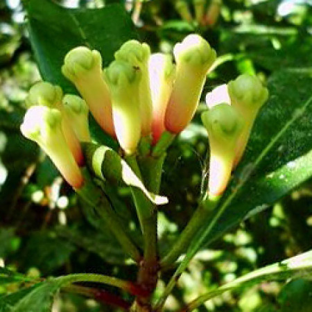 Clove Leaf Oil (Madagascar)