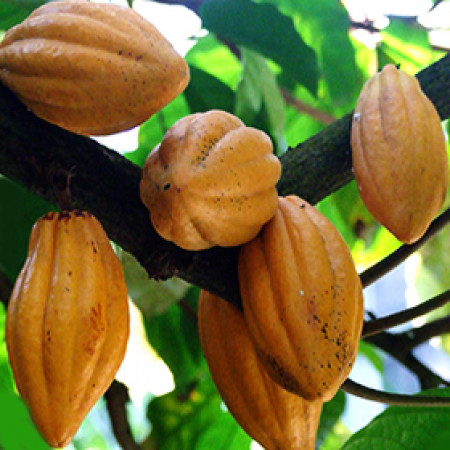 Cocoa Absolute Oil