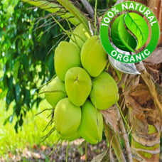 Coconut Oil RBD ORGANIC