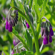 Comfrey Herbal Oil (Canada)