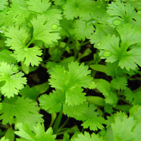 Coriander Floral Water (RUSSIA)