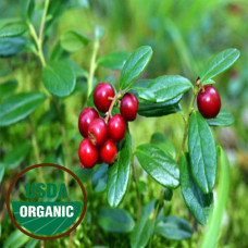 Cranberry Seed Oil Virgin Organic