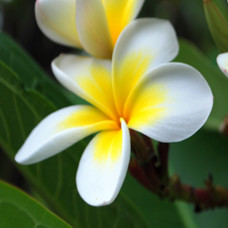 Frangipani Attar