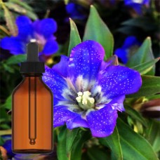 Gentian Root Tincture