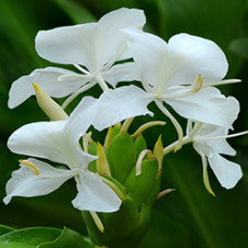 Ginger Lily Absolute Oil