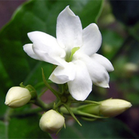 Jasmine Gradiflorum Absolute (India)