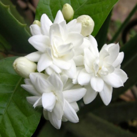 Jasmine Grandiflorum Natural Blend Oil