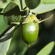 Jojoba Oil Clear Deodorised