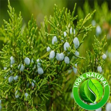 Juniper Berry Oil (Slovenia) ORGANIC