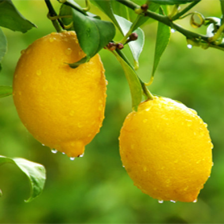 Lemon Essential Oil (Italy)