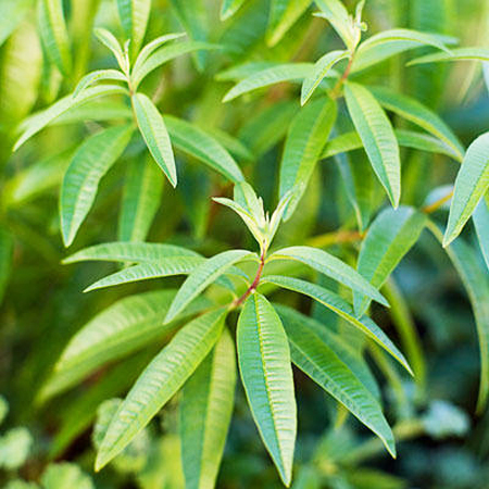 Lemon Verbena Essential Oil (Aloysia Citrodora)