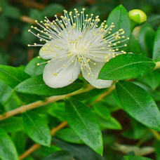 Lemon Myrtle Essential Oil