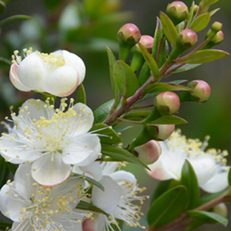 Myrtle Essential Oil (France)