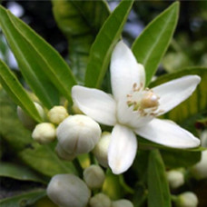 Neroli Natural Blend Oil