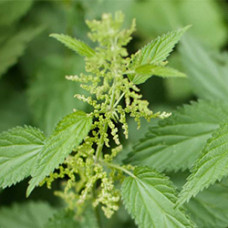 Stinging Nettle Leaf Oil 