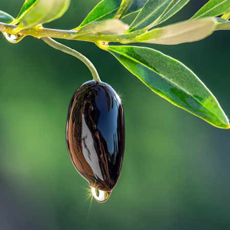 Olive Oil Refined