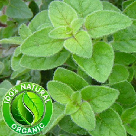 Oregano Essential Oil Organic