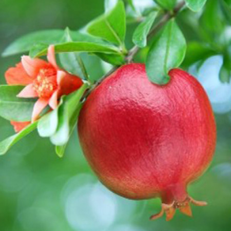 Pomegranate Oil (Refined) INDIA