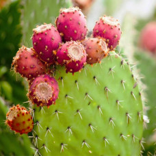 Prickly Pear Cosmetic Grade Oil