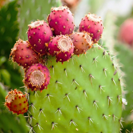 Prickly Pear Cosmetic Grade Oil