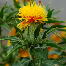 Safflower Oil (MAXICO)