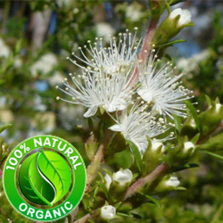 Tea Tree Essential Oil Organic