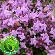 Thyme Essential Oil Organic