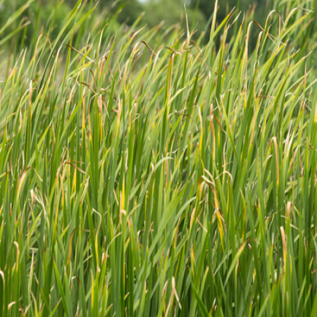 Vetiver Hydrosol 