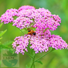 Yarrow Flower Hydrosol ORGANIC